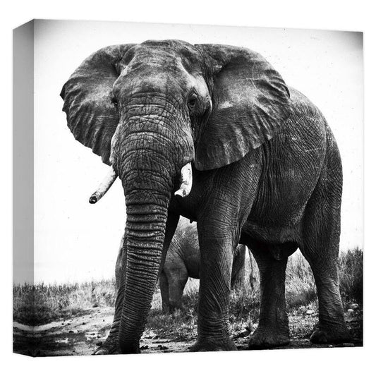 "ELEPHANT PORTRAIT'' Canvas Abstract Wall Art 15 in. x 15 in.