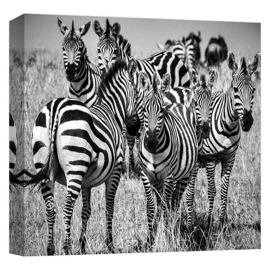 "ZEBRA STARE2'' Canvas Abstract Wall Art 15 in. x 15 in.